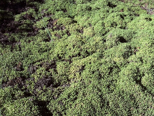 Ruschia lineolata, photograph 6