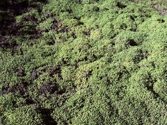 Ruschia lineolata, photograph (c) Christina, some rights reserved (CC BY)
