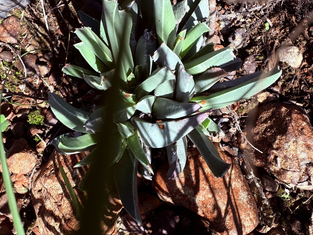 Ruschia longifolia L. Bolus