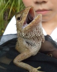 Calotes versicolor