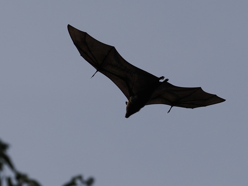 Pteropus pelewensis, 2026-04-14