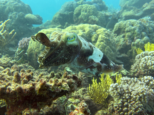 Ascarosepion latimanus
