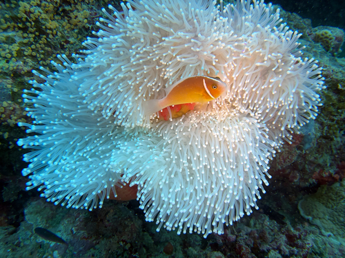Amphiprion perideraion