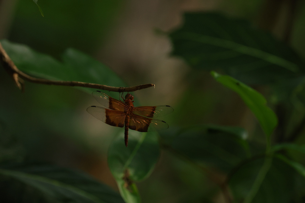 Capung-jala raja (Camacinia gigantea)