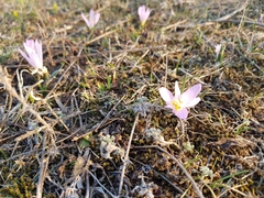 Colchicum bulbocodium versicolor