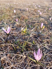 Colchicum bulbocodium versicolor