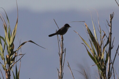 Avistamiento Curruca cabecinegra