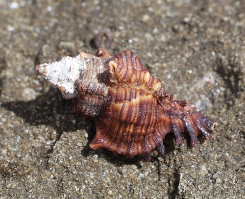 Chicoreus torrefactus observed 2026-04-16