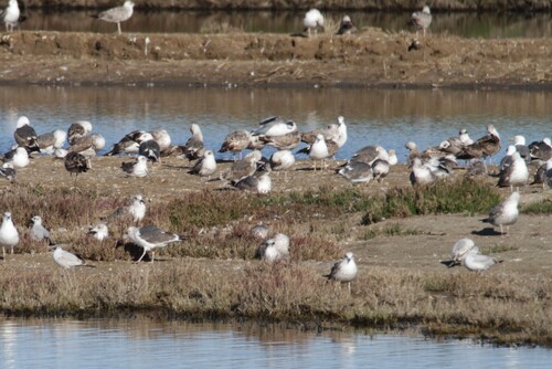 Avistamiento Gaviota Dorsinegra Menor
