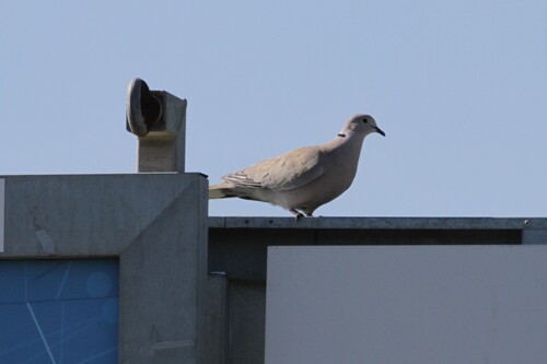 Avistamiento Streptopelia decaocto