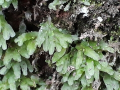 Symphyogyna hymenophyllum