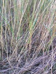 Highland bentgrass (Agrostis castellana)