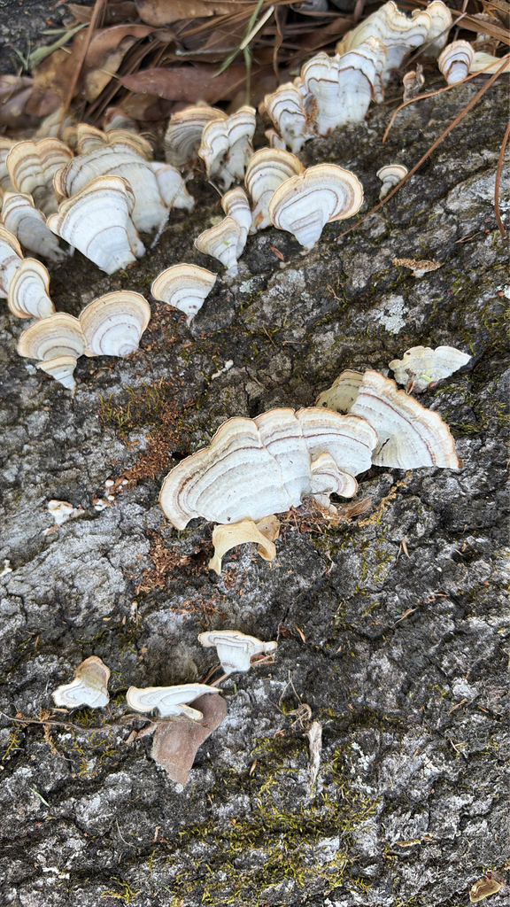 Stereum lobatum · April 2026 · photo: © salamanda25 (iNaturalist, cc-by)