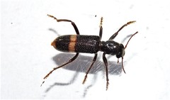 Clerinae
