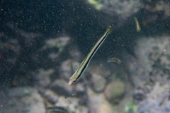 Aspidontus dussumieri