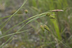 Carex middendorffii