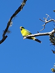 Cyanoramphus auriceps