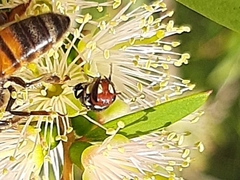Hylaeus ruficeps ruficeps