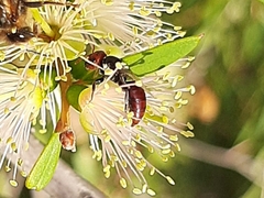 Hylaeus ruficeps ruficeps