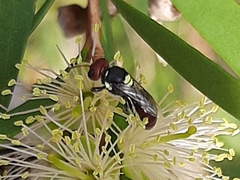 Hylaeus ruficeps ruficeps