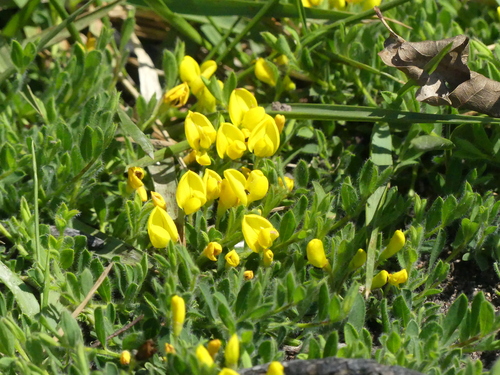 Cytisus decumbens, photograph 5