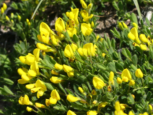 Cytisus decumbens, photograph 6