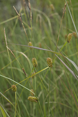 Carex rotundata
