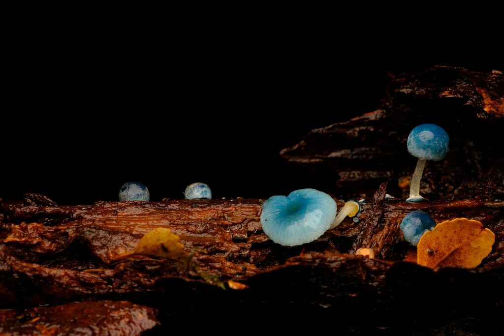 Mycena interrupta · April 2026 · photo: © possumpete (iNaturalist, cc0)