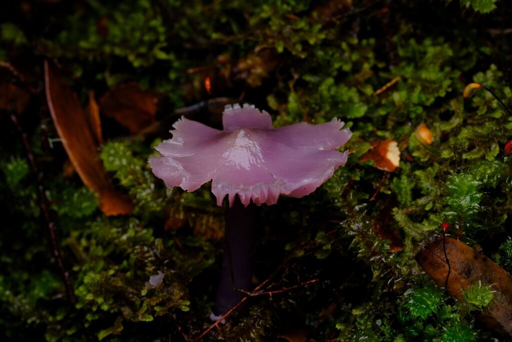 Porpolomopsis lewelliniae · April 2026 · photo: © possumpete (iNaturalist, cc0)