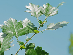 Crataegus macrocarpa