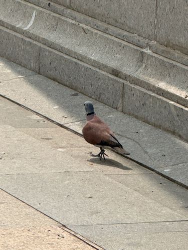 Red Collared-Dove