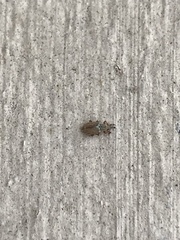 Malvapion malvae