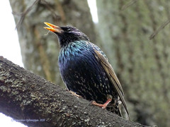 Sturnus vulgaris