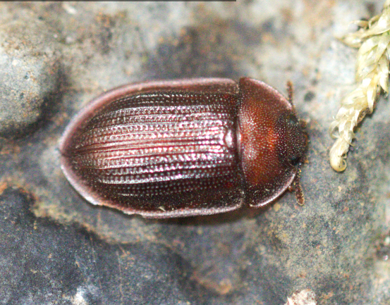 Peltidae