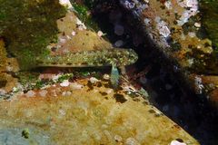 Bathygobius cocosensis