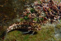 Praealticus margaritarius