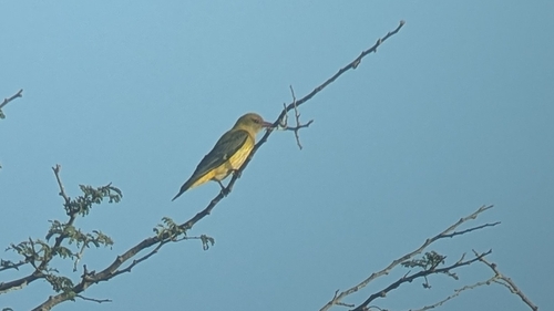 Eurasian Golden Oriole