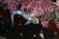 Entomacrodus striatus