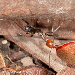 Iridomyrmex rubriceps