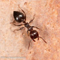 Crematogaster cornigera