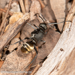 Polyrhachis tubifera