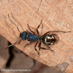 Polyrhachis hookeri