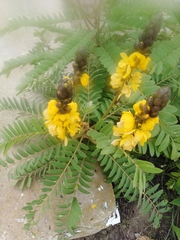 Senna didymobotrya