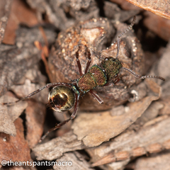 Polyrhachis hookeri