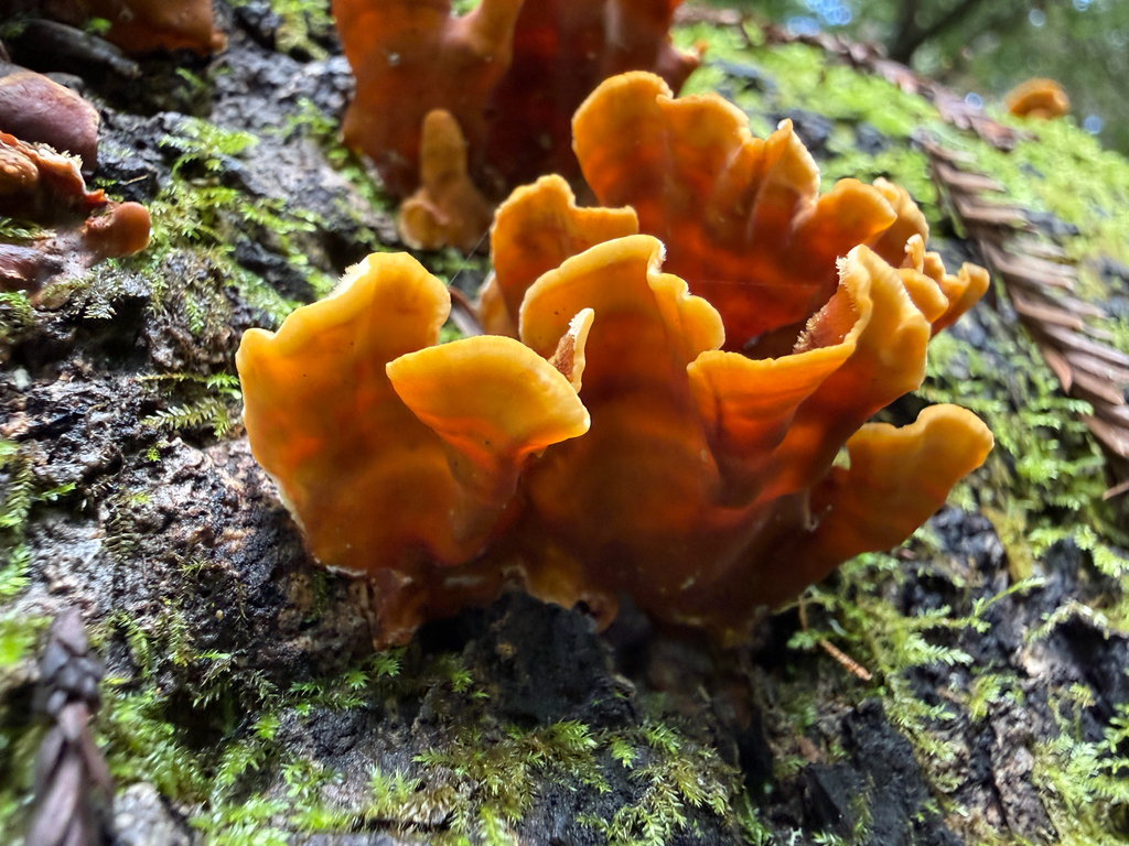 Stereum hirsutum · April 2026 · photo: © carrieseltzer (iNaturalist, cc0)