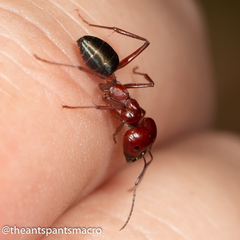 Melophorus rufoniger