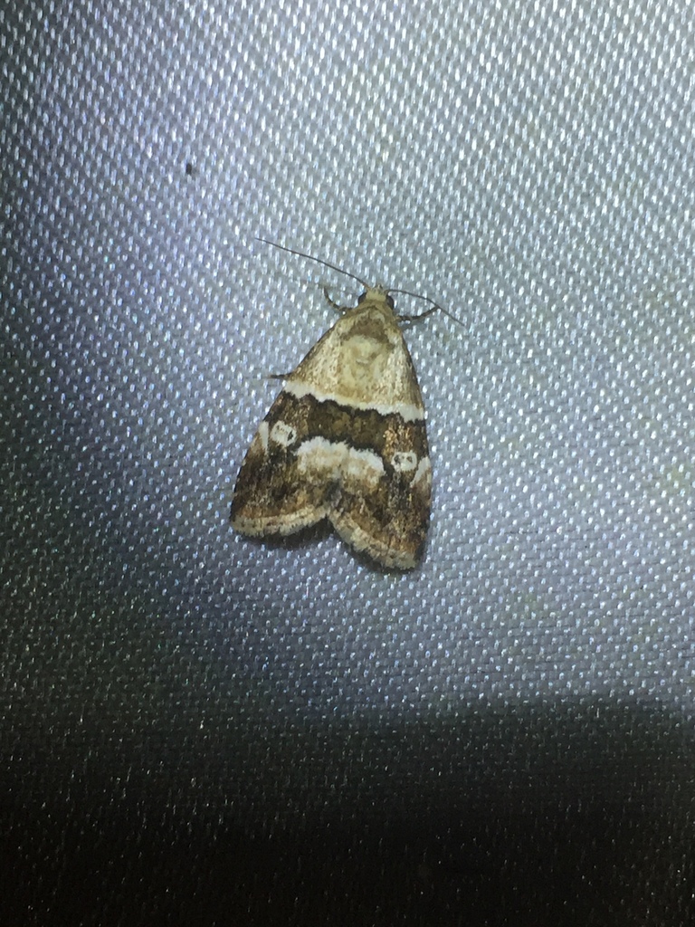 Brown-bar Moth (Maliattha amorpha)