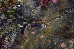 Praealticus margaritarius