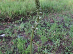 Aletris obovata