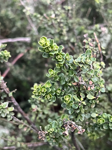 Prostanthera cuneata observed 2026-04-16